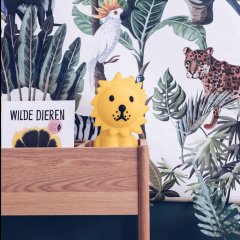 Lion Lamba First Light