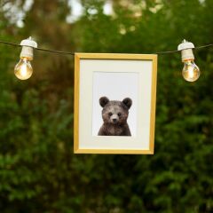 LFA Paul the Bear Çerçeveli Poster (M)